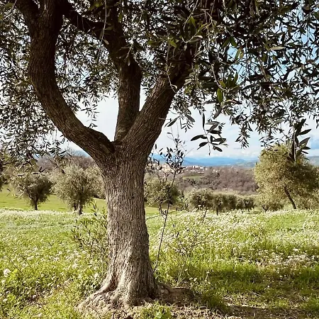 Casa Bozzo, 'mima' *