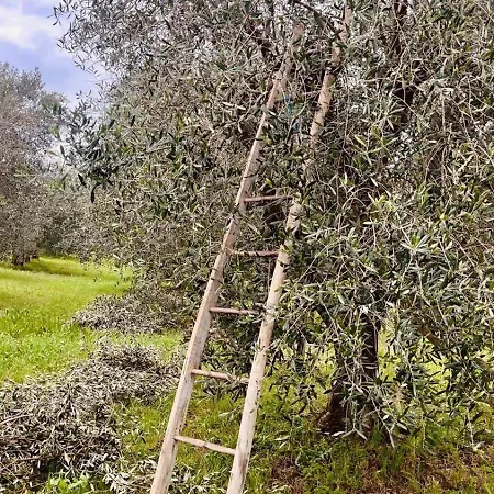 Daire Casa Bozzo, 'mima' *